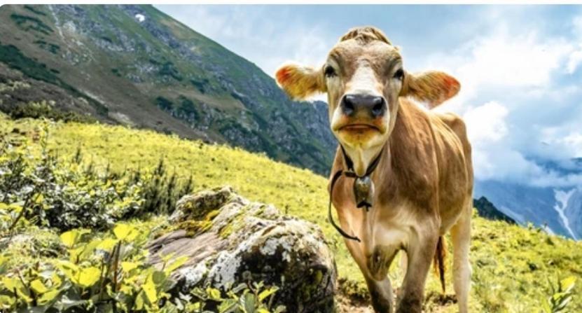 Ferienwohnung Weber Alpenveilchen Лехбрук Экстерьер фото